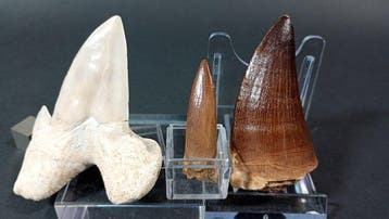 Requin, plésiosaure et mosasaure - Dents fossiles - Otodus
