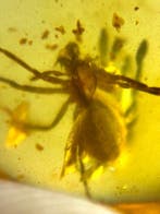 Birmese barnsteen - Barnsteen (Zonder minimumprijs), Verzamelen, Mineralen en Fossielen