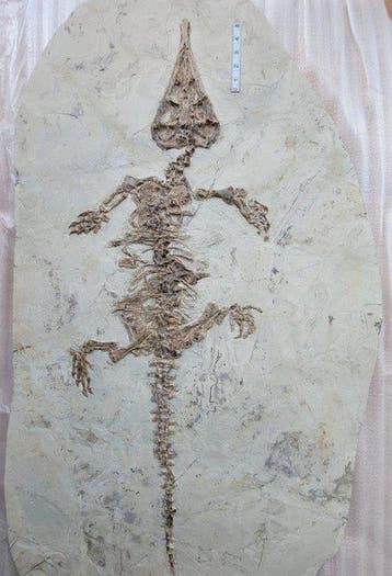 Niveau van de museumcollectie - Gefossiliseerd dier -, Verzamelen