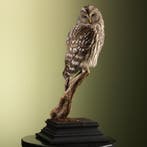 Oeraluil Taxidermie Opgezette Dieren By Max, Ophalen of Verzenden, Opgezet dier