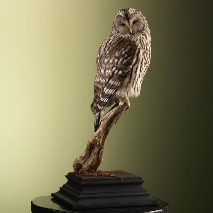 Oeraluil Taxidermie Opgezette Dieren By Max, Collections, Collections Animaux, Enlèvement ou Envoi