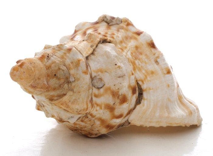 Gastropode Zeeschelp - Triton géant Charonia tritonis, Collections, Collections Animaux