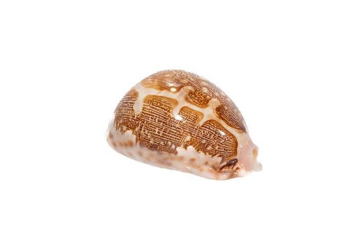 Zeer zeldzaam en moeilijk verkrijgbaar  met datasheet, Verzamelen, Dierenverzamelingen