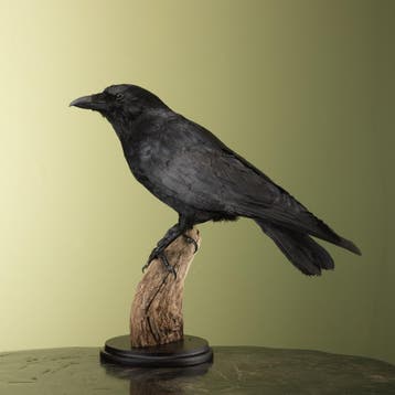 Zwarte Kraai Taxidermie Opgezette Dieren By Max, Ophalen of Verzenden, Nieuw, Vogel, Opgezet dier