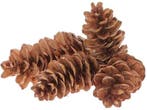 Dennenappel STROBUS Pinecone Naturel Zak 3 Kilo, Nieuw