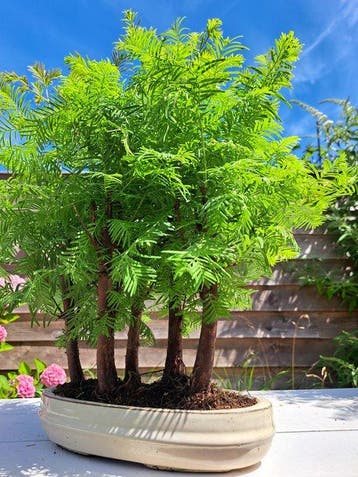 metasequoia bonsai in bonsaischaal - Hoogte (boom): 45 cm -