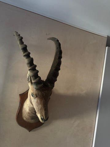Steenbok Taxidermie volledige montage - Capra ibex - 85 cm -, Nieuw