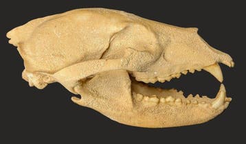 Fossiele schedel - Ursavus sp. - the smallest bear species