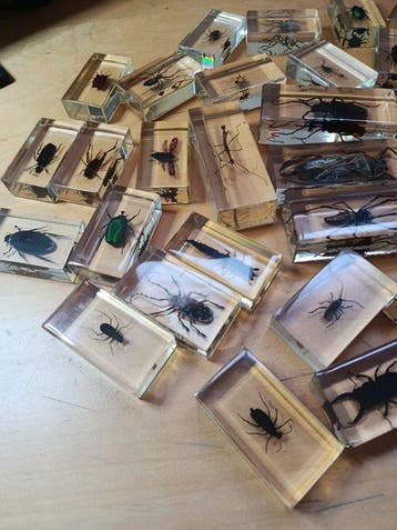 Themacollectie - Verzameling insecten en arachniden in