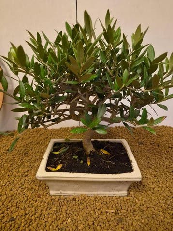 Olijf bonsai (Olea europaea) - Hoogte (boom): 28 cm - Diepte