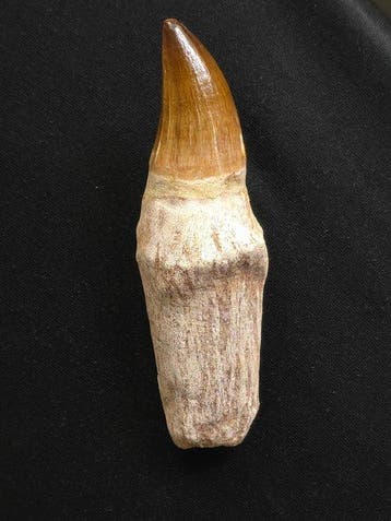 Mosasaurus - Fossiele tand - 14.5 cm (Zonder minimumprijs), Verzamelen, Mineralen en Fossielen