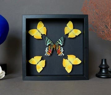 Vlinder Taxidermie volledige montage - Urania ripheus x