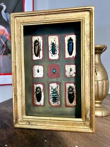 kever Taxidermie volledige montage - Coleoptera - 24.5 cm -