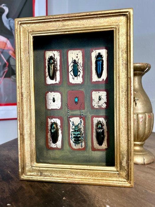 kever Taxidermie volledige montage - Coleoptera - 24.5 cm -, Antiquités & Art, Curiosités & Brocante