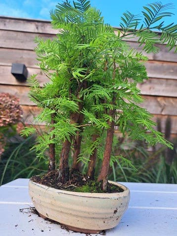 metasequoia bos in bonsaischaal - Hoogte (boom): 28 cm -