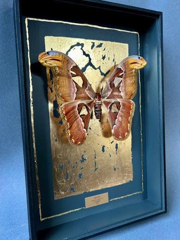 Mot Taxidermie volledige montage - Attacus atlas - 39 cm -, Antiquités & Art