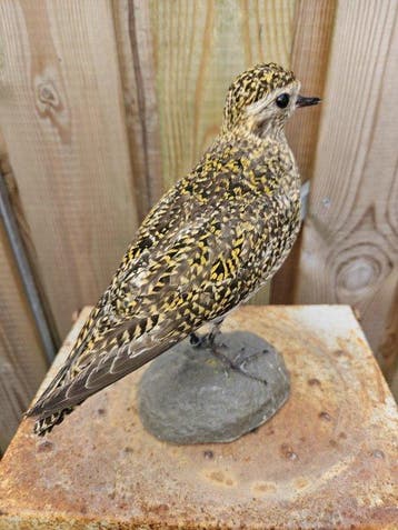 Goudplevier Taxidermie volledige montage - Pluvialis, Nieuw