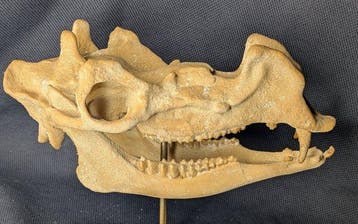 Fossiele schedel - Protoceras celer - Museum-Grade Replica -