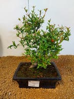 Bonsaï de Grenadier Commun (Punica granatum) - Hauteur