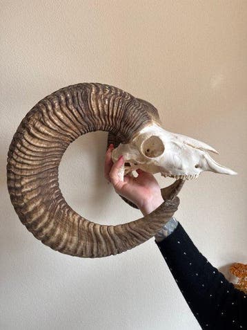 Mouflon Schedel met gewei - Muflone - 50 cm - 40 cm - 60 cm