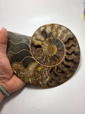Ammoniet - Gefossiliseerd dier - Aioloceras (Cleoniceras)
