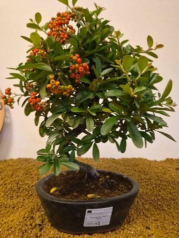 Vuurdoorn bonsai (Pyracantha) - Hoogte (boom): 37 cm -