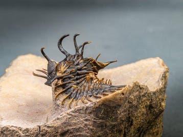 Doornige trilobiet - Gefossiliseerd dier - Walliserops hammi