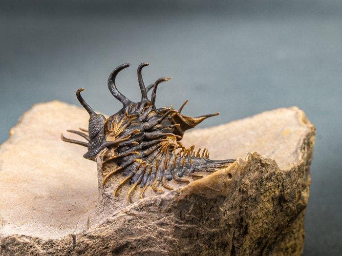 Doornige trilobiet - Gefossiliseerd dier - Walliserops hammi, Verzamelen, Mineralen en Fossielen
