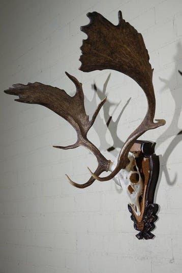 Fallow Buck Trophy Schedel - Dama dama - 52 cm - 85 cm - 84