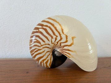 céphalopode Coquillage marin - Nautilus pompilius (Sans prix