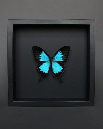 Vlinder Taxidermie volledige montage - Papilio Ulysses - 23, Nieuw