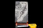 Reptile marin - Matrice fossile - Keichousaurus sp. - 20.5