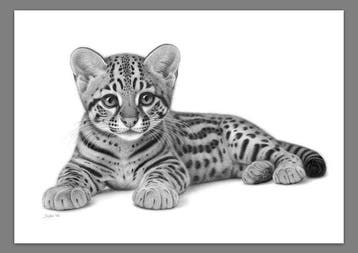Schu - Ocelot Cub