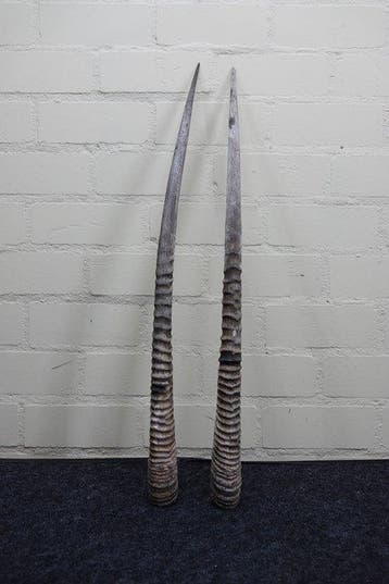 Gemsbok Hoorns - Oryx gazella - 76 cm - 3 cm - 0 cm-
