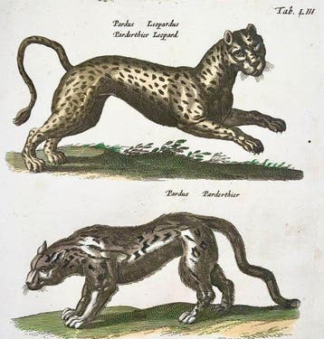 Matthäus Merian (b1593) - hand col. folio: Tiger, Panther,