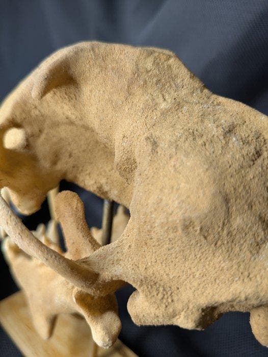 Fossiele schedel - Hoplophoeu sp. - scimitar cat -, Verzamelen, Mineralen en Fossielen