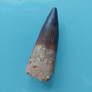 Spinosaurus - Fossiele tand - 92 mm - 35 mm