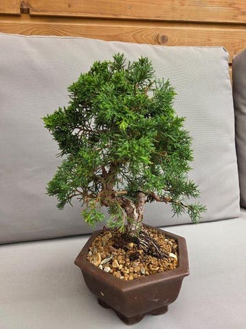 Jeneverbes bonsai (Juniperus) - Hoogte (boom): 30 cm -