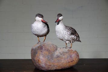 red-billed Ducks Taxidermie volledige montage - Anas
