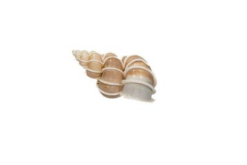 Zeeslak kostbare wenteltrap  Skelet - epitonium scalare mit, Verzamelen, Nieuw