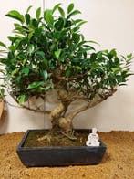 Vijgenboom bonsai (Ficus) - Hoogte (boom): 54 cm - Diepte