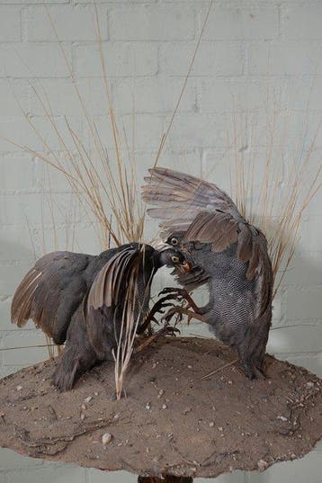 roodsnavel frankolijn Schedel - Numida meleagris - 65 cm -, Verzamelen, Dierenverzamelingen, Nieuw