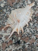 Conque Coquillage marin - Lambis conchiglia rango (Sans prix, Antiek en Kunst