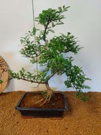 Chinese peper bonsai (Zanthoxylum) - Hoogte (boom): 52 cm -