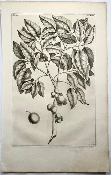 Rumpfius, Paul August; Lot of 6 large folios, Herbarium