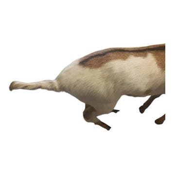 Geit Taxidermie volledige montage - Sconosciuto - 40 cm - 25, Verzamelen, Nieuw