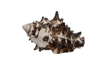 Zeldzame helmvaas in bruin  TOP toestand  Taxidermie