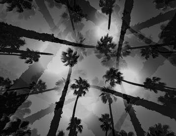 Ben Dauchez - An after noon at Majorelle B&W #2