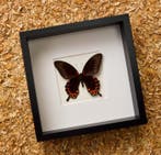 Vlinder Taxidermie volledige montage - Papilio diephobus -, Antiek en Kunst