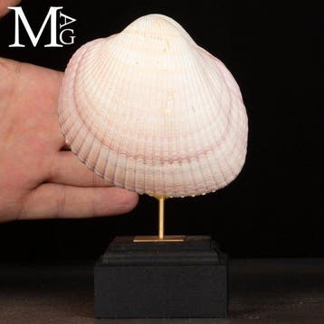 Maoricardium Pseudolima Schelp op houten en messing basis -, Nieuw